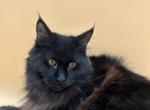 Marta - Maine Coon Cat For Sale - Brighton&comma; CO&comma; US