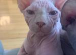 Armani - Sphynx Cat For Sale - Brooklyn&comma; NY&comma; US