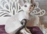 Marvin - Devon Rex Cat For Sale - Brooklyn&comma; NY&comma; US