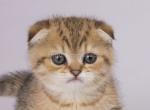 Ampira leopard cheetah cub scottish fold tabby - Scottish Fold Cat For Sale - Los Angeles&comma; CA&comma; US