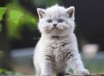 Plushy teddy bear lilac british shorthair baby - British Shorthair Cat For Sale - Houston&comma; TX&comma; US
