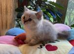 Scott Girl 2 - Scottish Straight Cat For Sale - New York&comma; NY&comma; US