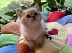 Scott Girl 2 - Scottish Straight Cat For Sale - Brooklyn&comma; NY&comma; US