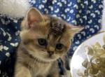 Beans - British Shorthair Cat For Sale - Gainesville&comma; GA&comma; US