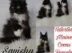 Squishy - Maine Coon Cat For Sale - Braham&comma; MN&comma; US
