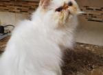 Pumpkin Spice - Himalayan Cat For Sale - Satellite Beach&comma; FL&comma; US