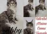 Abby - Maine Coon Cat For Sale - Braham&comma; MN&comma; US