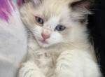 Candy Corn litter - Ragdoll Cat For Sale - Parker&comma; CO&comma; US
