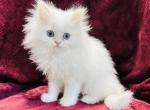 Olaf - Persian Cat For Sale - Callahan&comma; FL&comma; US