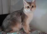 Louis - British Shorthair Cat For Sale - San Mateo&comma; CA&comma; US
