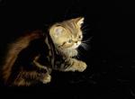 Rex an Extreme face Persian Exotic mix - Persian Cat For Adoption - Las Vegas&comma; NV&comma; US