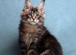 Titan - Maine Coon Cat For Sale - Grayslake&comma; IL&comma; US