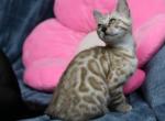 Cayenne - Bengal Cat For Sale - Boston&comma; MA&comma; US