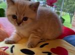 Bambi - Scottish Straight Cat For Sale - Brooklyn&comma; NY&comma; US