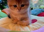 Masya - Scottish Straight Cat For Sale - Brooklyn&comma; NY&comma; US