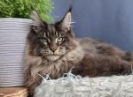 Stilyaga - Maine Coon Cat For Sale - Miami&comma; FL&comma; US