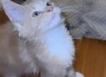 Mia - Maine Coon Cat For Sale - Hollywood&comma; FL&comma; US