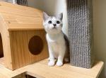 kay - Munchkin Cat For Sale - Staten Island&comma; NY&comma; US