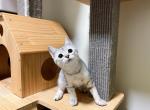 lorry - Munchkin Cat For Sale - Staten Island&comma; NY&comma; US