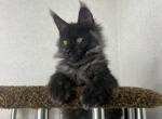Lila - Maine Coon Cat For Sale - Miami&comma; FL&comma; US