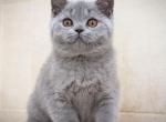 Whisper Night - British Shorthair Cat For Sale - Hollywood&comma; FL&comma; US