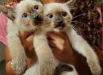 Seal point girl - Siamese Cat For Sale - Hampden&comma; MA&comma; US