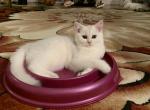 Bri Nelly - British Shorthair Cat For Sale - Brooklyn&comma; NY&comma; US