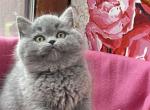 Nastya - Scottish Straight Cat For Sale - Pembroke Pines&comma; FL&comma; US