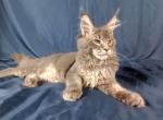 Marseille - Maine Coon Cat For Sale - Brooklyn&comma; NY&comma; US