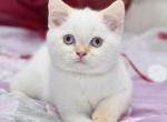 Chip - Scottish Straight Cat For Sale - Los Angeles&comma; CA&comma; US