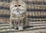 Ulyana 1 - British Shorthair Cat For Sale - Chicago&comma; IL&comma; US