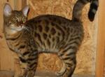 Majestic Male Bengal - Bengal Cat For Sale - AR&comma; US