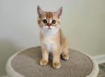 Wendy - Scottish Straight Cat For Sale - Levittown&comma; PA&comma; US