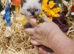 Pearl's yellow collar - Exotic Cat For Sale - Conroe&comma; TX&comma; US