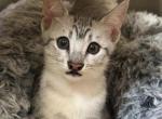 Mauma Mia Big Nose - Egyptian Mau Kitten For Sale