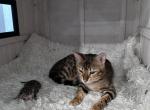 Kitties 1 - Bengal Cat For Sale - Miami&comma; FL&comma; US