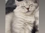 Silver boy - Scottish Fold Cat For Sale - Tukwila&comma; WA&comma; US