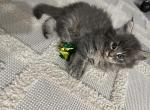 Miki - Maine Coon Cat For Sale - Westfield&comma; MA&comma; US