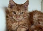 Caesar - Maine Coon Cat For Sale - New York&comma; NY&comma; US