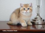 Shantaren Shakh Arni - British Shorthair Cat For Sale - CA&comma; US