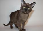 Lola - Burmese Cat For Sale - Pembroke Pines&comma; FL&comma; US