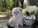 Marble girl - Scottish Fold Cat For Sale - Sun City Center&comma; FL&comma; US