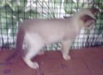 Bluepoint Snowshoe - Snowshoe Cat For Sale - Walterboro&comma; SC&comma; US