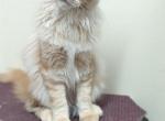 Immanuel - Maine Coon Cat For Sale - Staten Island&comma; NY&comma; US