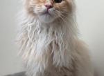 Isabella - Maine Coon Cat For Sale - Staten Island&comma; NY&comma; US