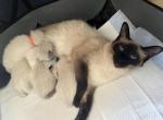 Moosha kittens - Balinese Cat For Sale - Phila&comma; PA&comma; US