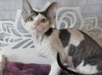 Jack - Devon Rex Cat For Sale - Brooklyn&comma; NY&comma; US