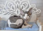 Freddi - Devon Rex Cat For Sale - Brooklyn&comma; NY&comma; US