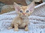Marlee - Devon Rex Cat For Sale - Brooklyn&comma; NY&comma; US