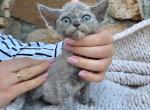 Alice - Devon Rex Cat For Sale - Brooklyn&comma; NY&comma; US